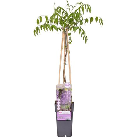Wisteria floribunda 'Naga Noda' - Glycine grimpante à fleurs violettes - pot 15 cm - hauteur 65 cm - PANGIVO (1/5)