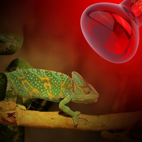 Lampe pour reptiles 50W, spot de bronzage infrarouge (1/5)
