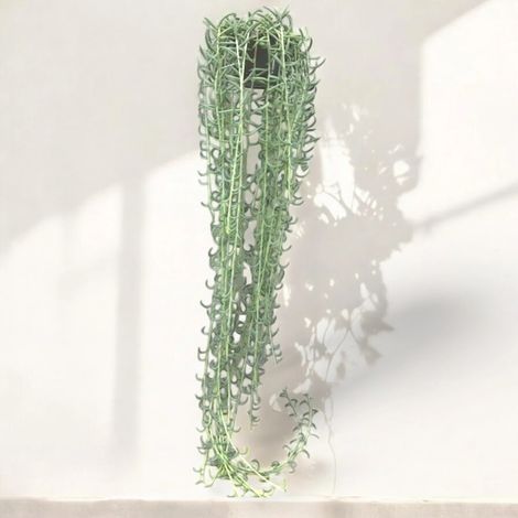 Gardenaria Senecio radicans - Pianta da interno ornamentale - Altezza: 80 cm ( vaso 14) (1/5)