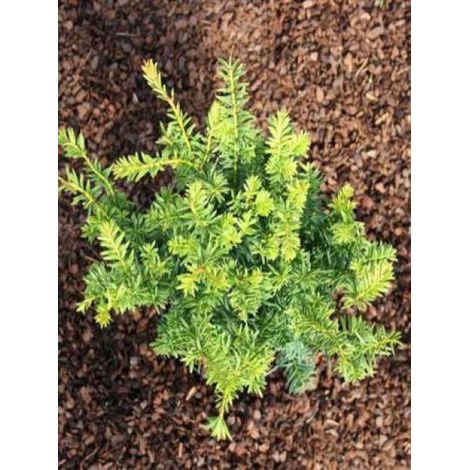 If commun 'Kupfergold' Pot de 4L/5L (1/3)