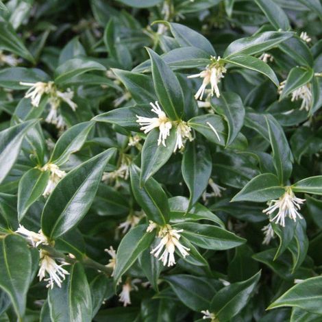 Sarcococca confusa - sarcococca - alveolo forestale (1/2)