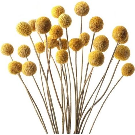 40 boules de lys séchées Billy Button jaunes, compositions florales séchées, fleurs naturelles pour mariages, décoration intérieure, décoration de table, vase, arrangement floral (Or) (1/4)