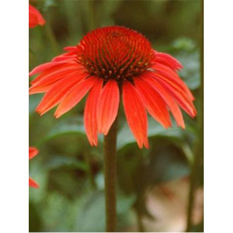 Rudbeckia pourpre 'Sundown' Godet de 8/9 cm