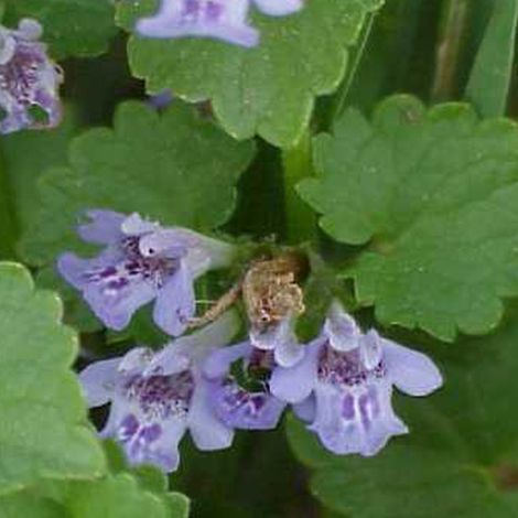 4 x Lierre terrestre - Glechoma hederacea - godet 9x9 cm