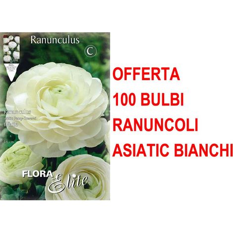 OFFERTA 100 BULBI RANUNCOLO ASIATIC BIANCO
