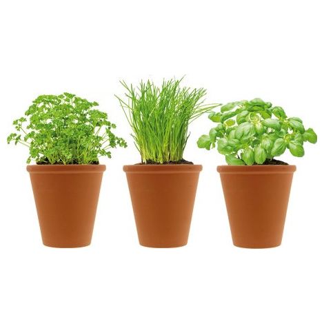 Herbes aromatiques et pots en terre cuite