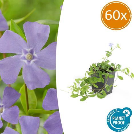 Lot de 60 Petites Pervenches Vinca minor 'La Grave' Couvre-sol Persistant Fleurs Violettes Ø 9 cm - PANGIVO (1/5)