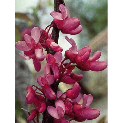 Arbre de Judée Pot de 3L/4L (1/4)