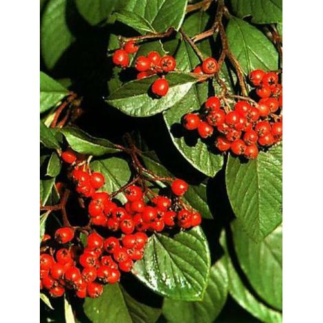 Cotoneaster lacteus Pot de 2L/3L (1/3)