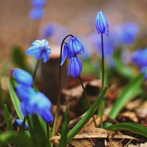 4 x Scille de Sibérie - Scilla siberica - godet 9x9 cm (1/5)