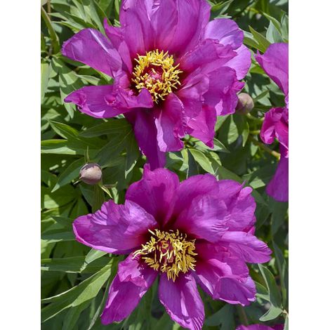Pivoine Itoh 'Morning Lilac' Pot de 3L/4L
