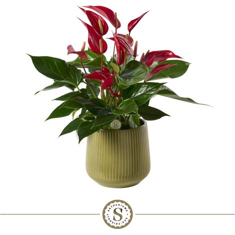 Plante d'Anthurium avec Pot en Céramique Design Strié Brillant Ø 16 cm H 40 cm - PANGIVO