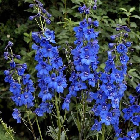 6 x Delphinium 'Blue Bird' - Pot en forme de pied d'alouette 9x9 cm - Fleurs bleu ciel (1/3)