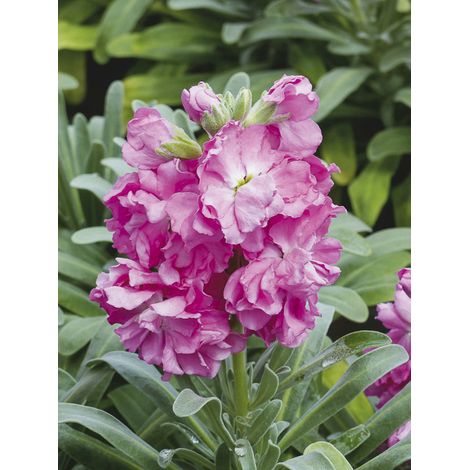 Giroflée quarantaine 'Heritage Pink' Mini-motte Ø 1,5/2,5 cm, Plant vert de 3 à 5 cm de haut environ (par 5) (1/2)