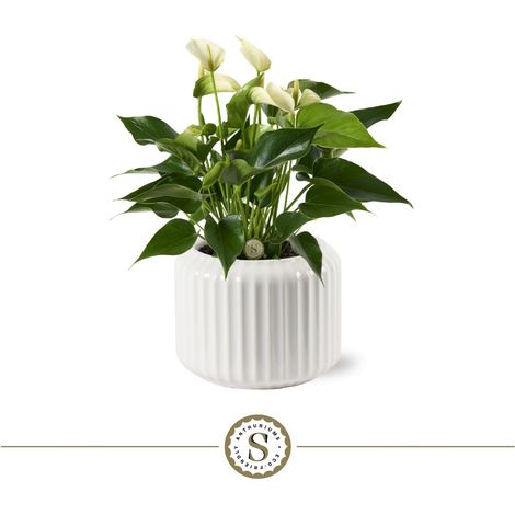 Cache-Pot en Céramique Blanc avec Anthurium - Pot de Fleurs Côtelé Ø 16 cm H 40 cm - PANGIVO (1/3)