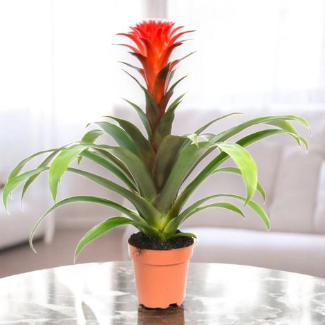 Gardenaria Guzmania 'Hope' - Pianta da interno ornamentale - Altezza: 45 cm (vaso 12) (1/5)