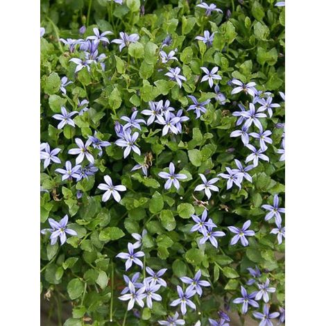 Pratia tapissante 'County Park' Godet de 8/9 cm (1/2)