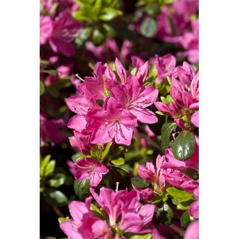 Japanische Azalee 'Kermesina' Rhododendron obt.'Kermesina' C 2 15- 20 (1/5)