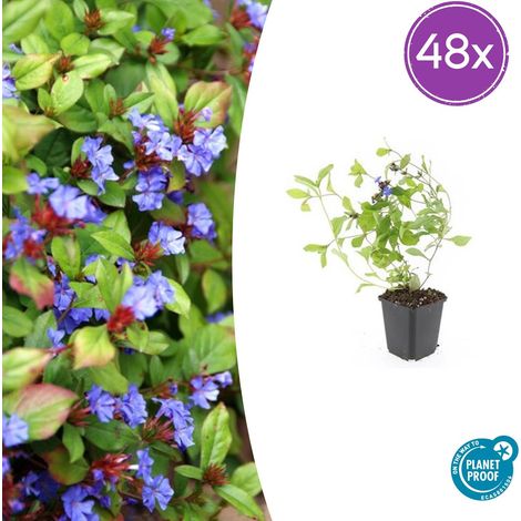 Lot de 48 Ceratostigma plumbaginoides Plumbago Rampant Couvre-sol Fleurs Bleues 10-25 cm Ø 9 cm - PANGIVO (1/5)