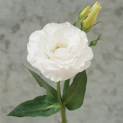1000 Graines de Lisianthus Blanc – Eustoma Fleur Double Pure, Idéal Décoration Jardin, Terrasse et Pots (1/5)