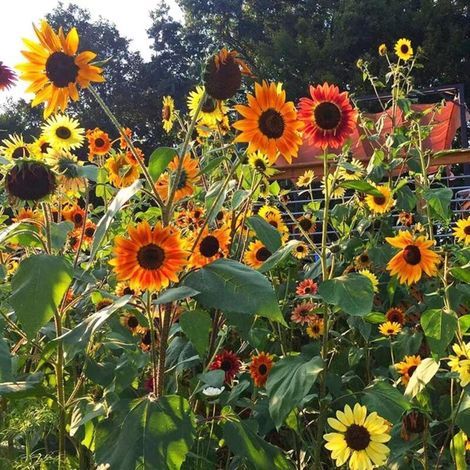 100 pièces Semences Tournesol – Variétés Anciennes & Jardin Naturel Pollinisateurs (1/4)