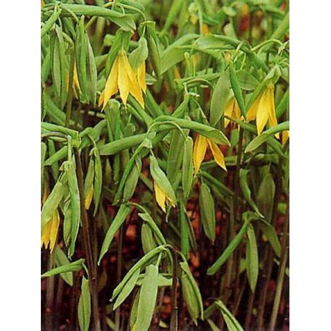 Uvularia grandiflora Godet de 8/9 cm (1/2)