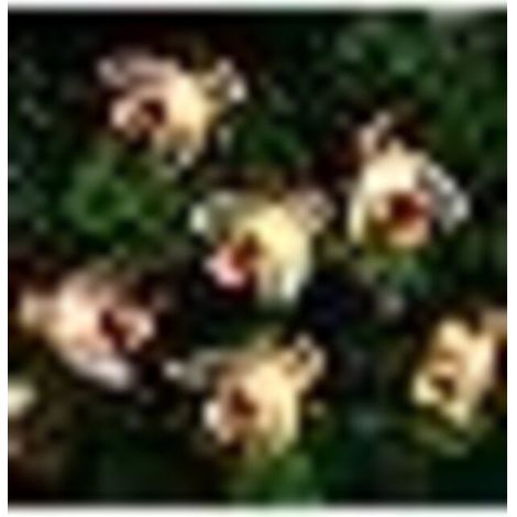Guirlande Lumineuse Solaire 50 LED 7 Mètres Étanche pour Jardin, Terrasse, Clôture, Fêtes et Décor Intérieur Extérieur Blanc Chaud (1/5)
