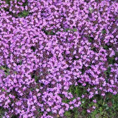 4 x Thym précoce  - Thymus praecox 'Coccineus'  - godet 9x9 cm