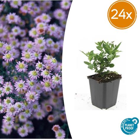 Lot de 24 Asters ageratoides 'Stardust' Plantes Vivaces à Fleurs Blanches 10-25 cm Pot Ø 9 cm - PANGIVO (1/5)
