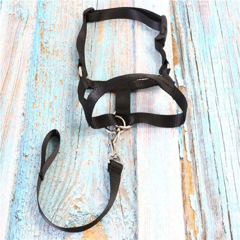 Muzzle Pour Chien - Réglable - En Tissu Oxford Et Néoprène - Respirant Et Permets de Boire - Pour Chiens Moyens et Grands - Lot de 5 (1/5)