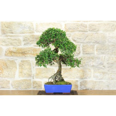 Bonsai di Olmo Cinese (147) (1/5)