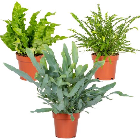Bloomique - Lot de 3 - Mélange de fougères dépolluantes - Asplenium, Phlebodium, Nephrolepis - Plantes d’intérieur - Hauteur 20-30 cm - Pot 12 cm