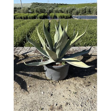 AGAVE FEROX POT 60
