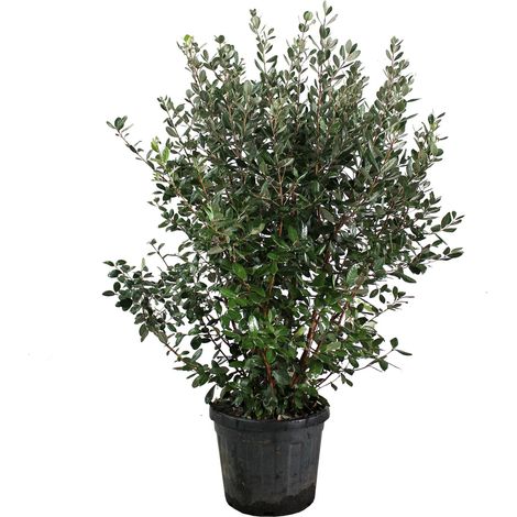 Feijoa Acca Sellowiana - H 125-150 cm Vaso da Coltura Ø 30 cm (1/2)