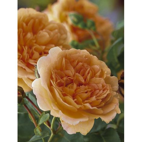 Rosier 'Dame Judi Dench ' Pot de 4L/5L (1/4)