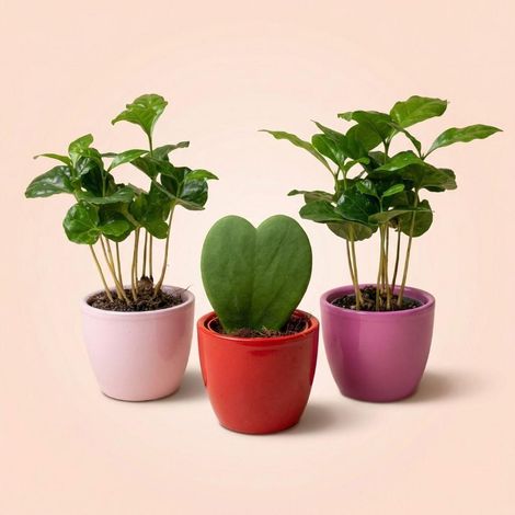 Lot de 3 Mini Plantes d'Intérieur Hoya Kerrii et Coffea Arabica Pots Rose et Rouge Ø 6 cm - PANGIVO (1/2)