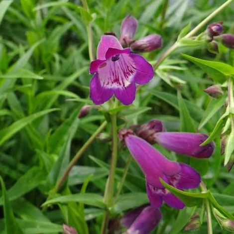 Penstemon Vesuvius | Conditionnement: Lot de 5 godets (1/5)