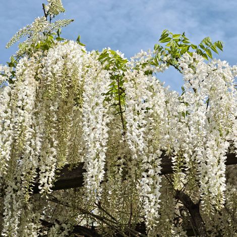 Glycine - Wisteria sinensis Alba 70cm (1/2)