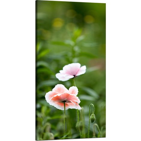 Leinwanddruck Botanik Mohnblumen 60x120 cm