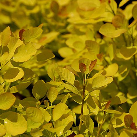 Arbre à perruque 'Golden Spirit®' 'Golden Spirit' - 40-60 cm pot