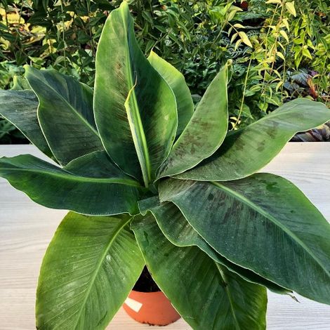 MUSA TROPICANA BANANO NANO VASO 12CM (1/2)