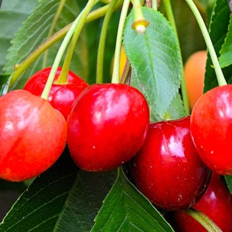 Cerisier bigarreau 'Napoléon' (Prunus avium 'Napoléon')