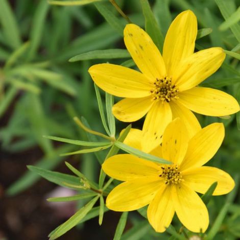 4 x Coreopsis vert. 'El Dorado' - godet 9x9 cm