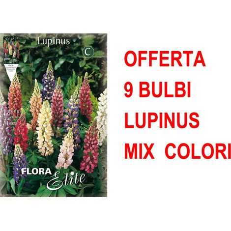 OFFERTA 9 BULBI LUPINUS MIX DI COLORI BULBS BULBES