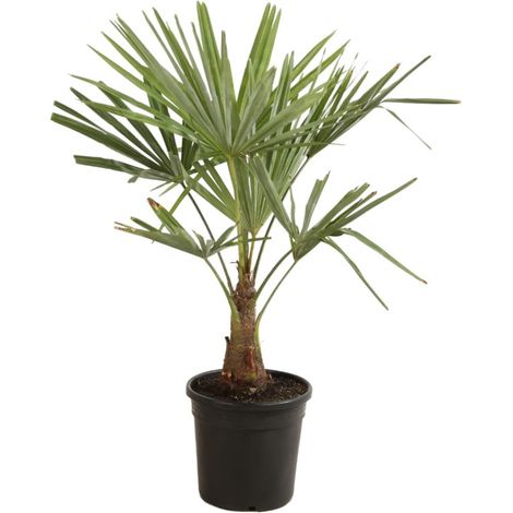 Palmier chanvre Trachycarpus fortunei Pot 10L