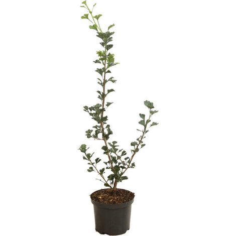 Arbre aux quarante écus Menhir - Ginkgo biloba Menhir Pot 2,5L (1/2)