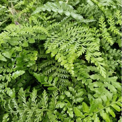 Asplenium Parvati in Vaso Basket da 20cm