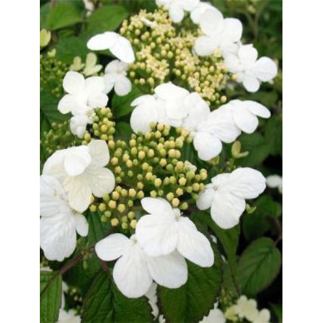 Viorne de Chine 'Summer Snowflake' Pot de 2L/3L (1/2)
