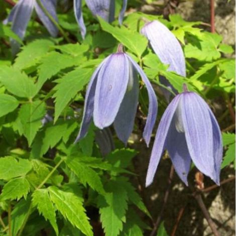 Clématite des alpes - Clematis alpina - 50-60 cm pot