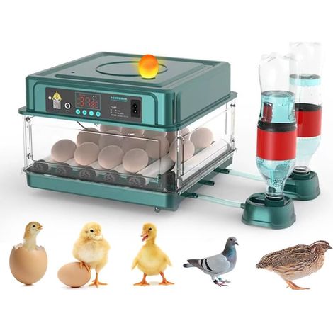 Incubateur automatique d'œufs 12 œufs – Retournement automatique moteur silencieux – Contrôle précis température et humidité – Éclairage LED intégré – Pour poules, canards, oies, pigeons, cailles (1/5)